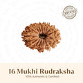 Rameshwaram Siddh Nepal Origin 16 Mukhi Rudraksha - 17mm¬†to¬†22mm | VastuKosha by Acharya Anuj