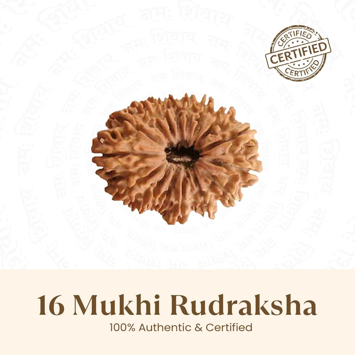 Rameshwaram Siddh Nepal Origin 16 Mukhi Rudraksha - 17mm¬†to¬†22mm | VastuKosha by Acharya Anuj