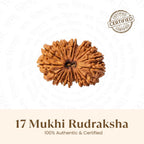 Rameshwaram Siddh Nepal Origin 17 Mukhi Rudraksha - 17mm¬†to¬†22mm | VastuKosha by Acharya Anuj