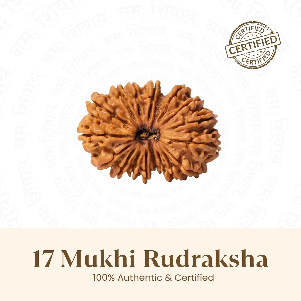 Rameshwaram Siddh Nepal Origin 17 Mukhi Rudraksha - 17mm¬†to¬†22mm | VastuKosha by Acharya Anuj