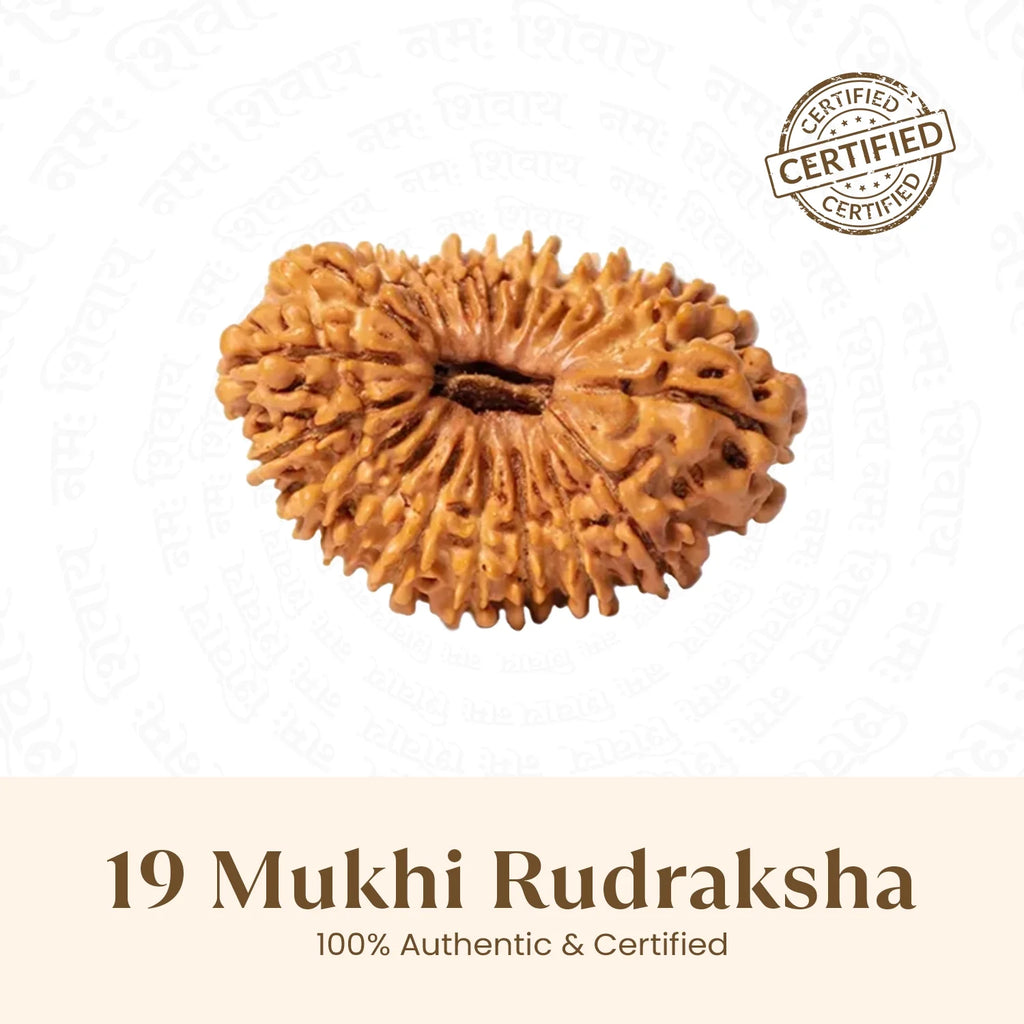 Rameshwaram Siddh Nepal Origin 19 Mukhi Rudraksha - 17mm¬†to¬†22mm | VastuKosha by Acharya Anuj