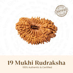 Rameshwaram Siddh Nepal Origin 19 Mukhi Rudraksha - 17mm¬†to¬†22mm | VastuKosha by Acharya Anuj