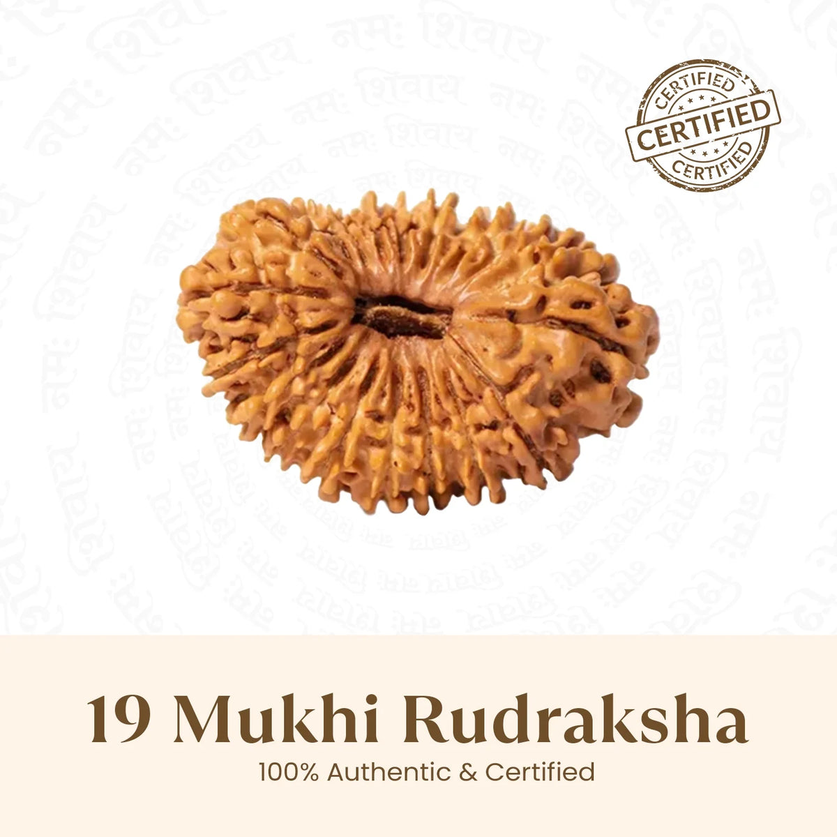 Rameshwaram Siddh Nepal Origin 19 Mukhi Rudraksha - 17mm¬†to¬†22mm | VastuKosha by Acharya Anuj