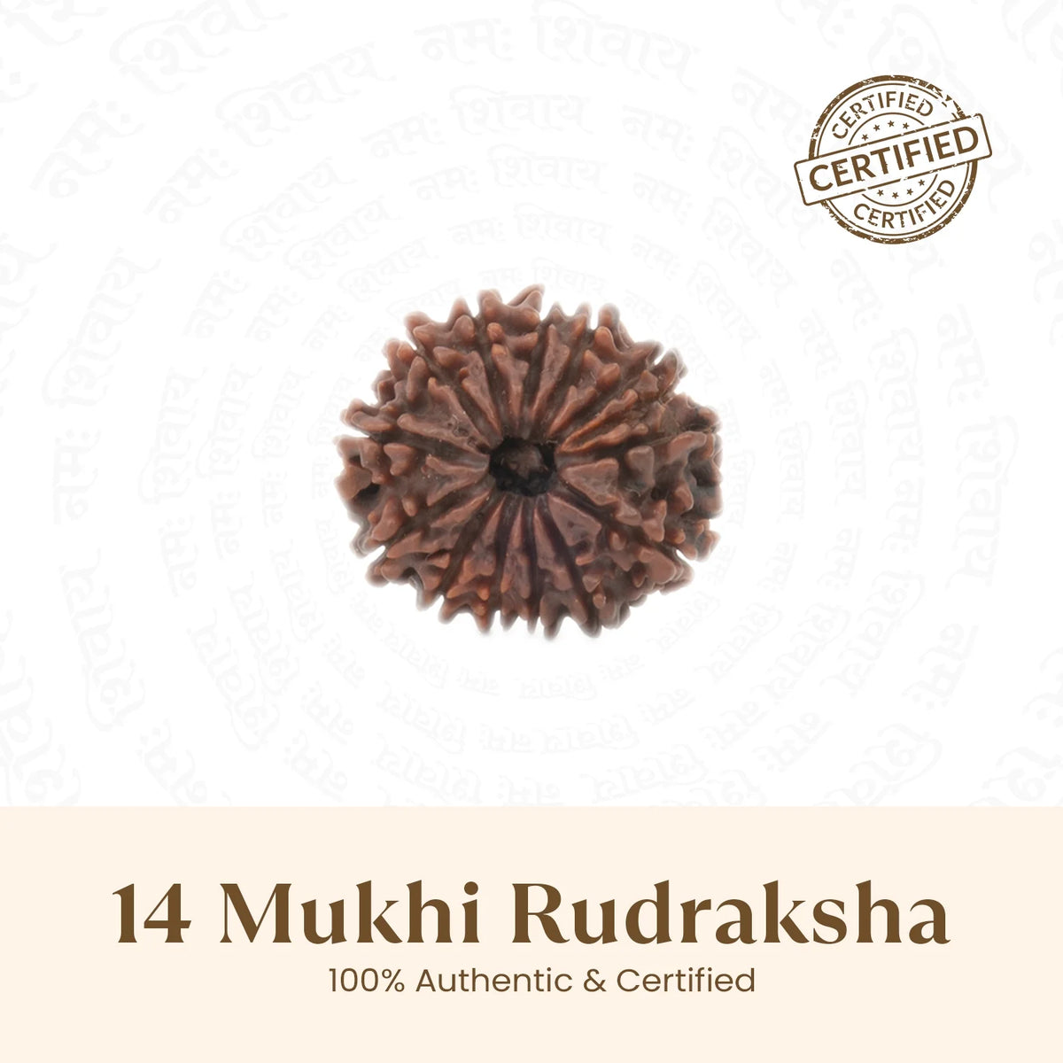 Rameshwaram Siddh Nepal Origin 14 Mukhi Rudraksha - 17mm¬†to¬†22mm | VastuKosha by Acharya Anuj