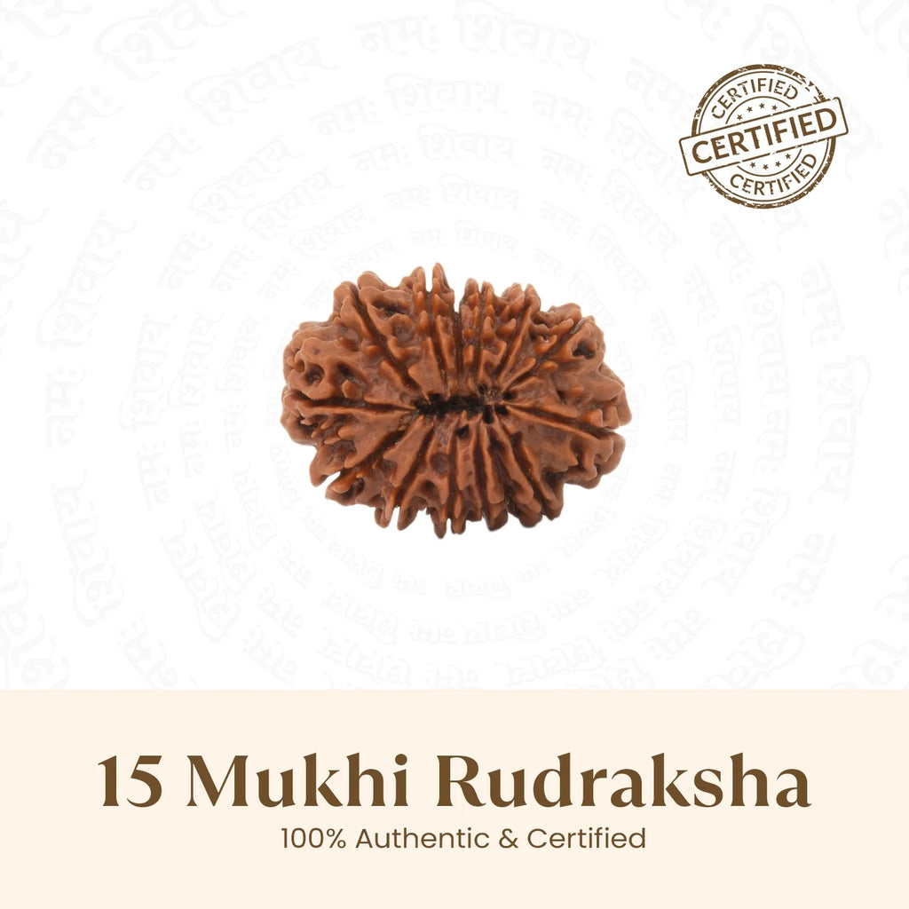 Rameshwaram Siddh Nepal Origin 15 Mukhi Rudraksha - 17mm¬†to¬†22mm | VastuKosha by Acharya Anuj