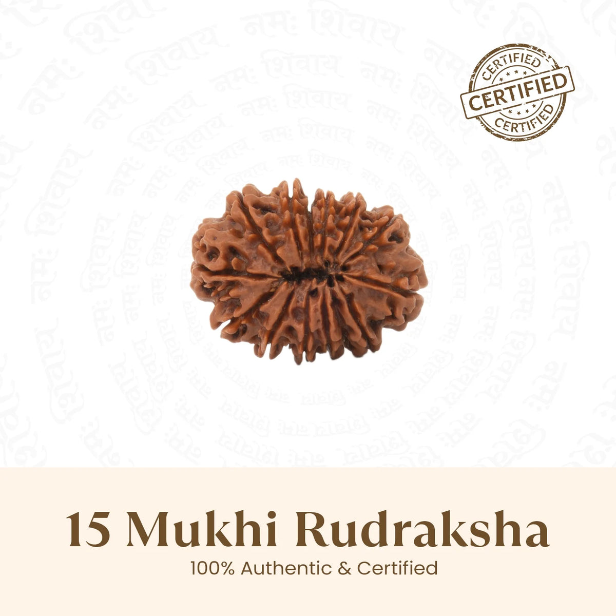 Rameshwaram Siddh Nepal Origin 15 Mukhi Rudraksha - 17mm¬†to¬†22mm | VastuKosha by Acharya Anuj