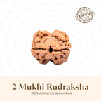 Rameshwaram Siddh Nepal Origin 2 Mukhi Rudraksha - 17mm¬†to¬†22mm | VastuKosha by Acharya Anuj