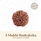Nepal Origin 5 Mukhi Rudraksha - 17mm¬†to¬†22mm  | VastuKosha by Acharya Anuj
