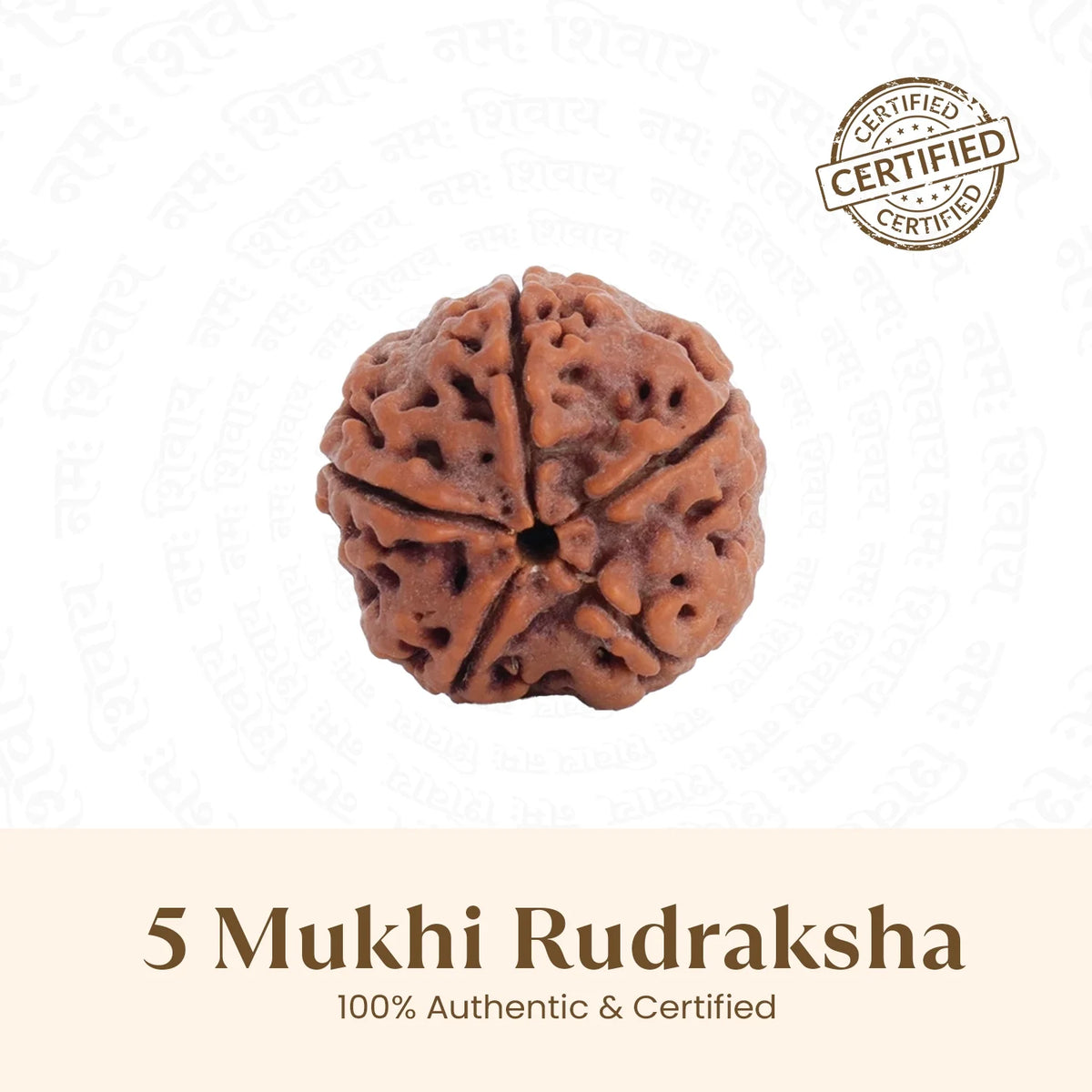Nepal Origin 5 Mukhi Rudraksha - 17mm¬†to¬†22mm  | VastuKosha by Acharya Anuj