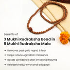 3 Mukhi Rudraksha Bead in 5 Mukhi Rudraksha Mala | VastuKosha by Acharya Anuj