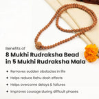 8 Mukhi Rudraksha Bead in 5 Mukhi Rudraksha Mala | VastuKosha by Acharya Anuj