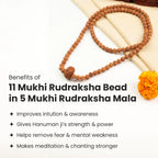 11 Mukhi Rudraksha Bead in 5 Mukhi Rudraksha Mala | VastuKosha by Acharya Anuj