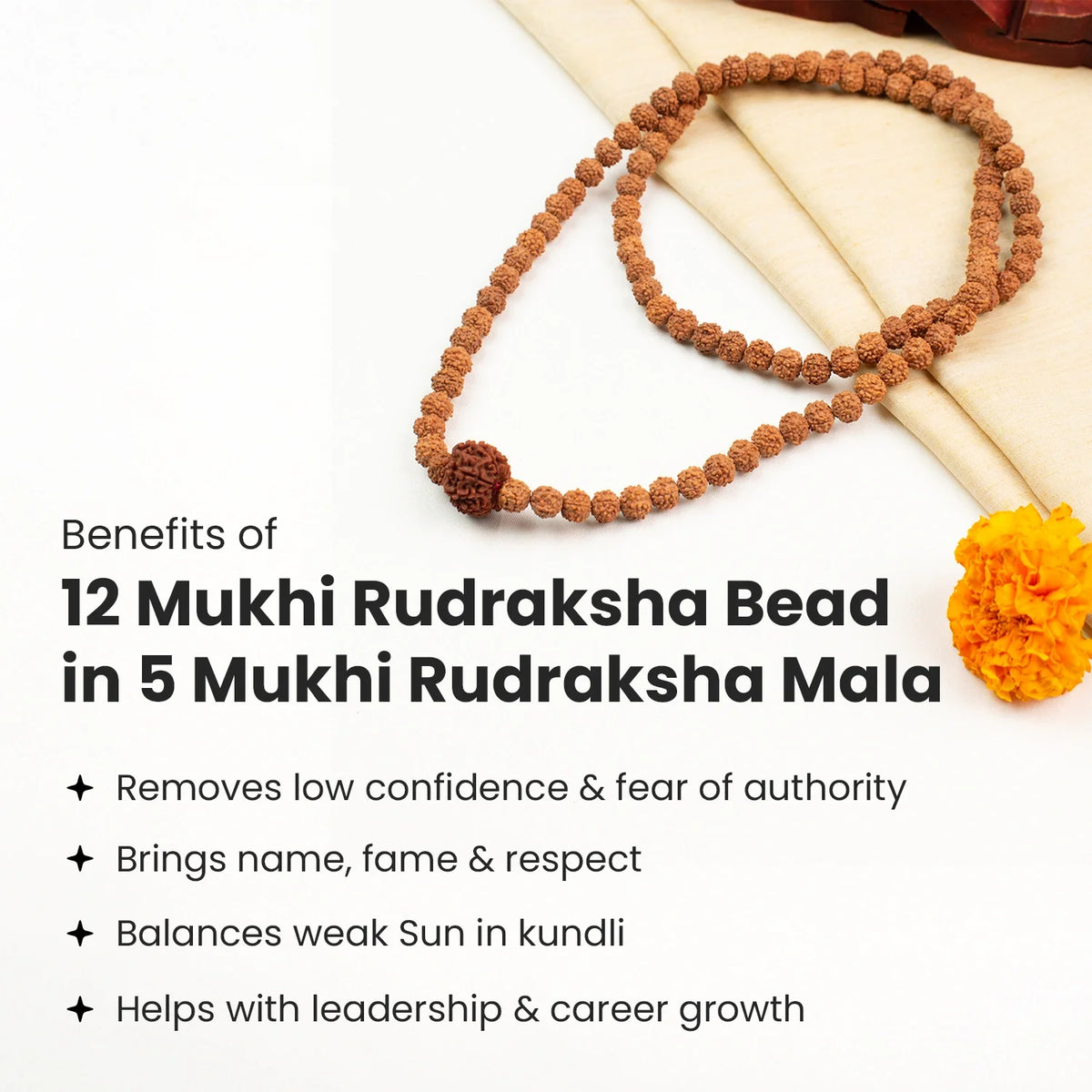 12 Mukhi Rudraksha Bead in 5 Mukhi Rudraksha Mala  | VastuKosha by Acharya Anuj
