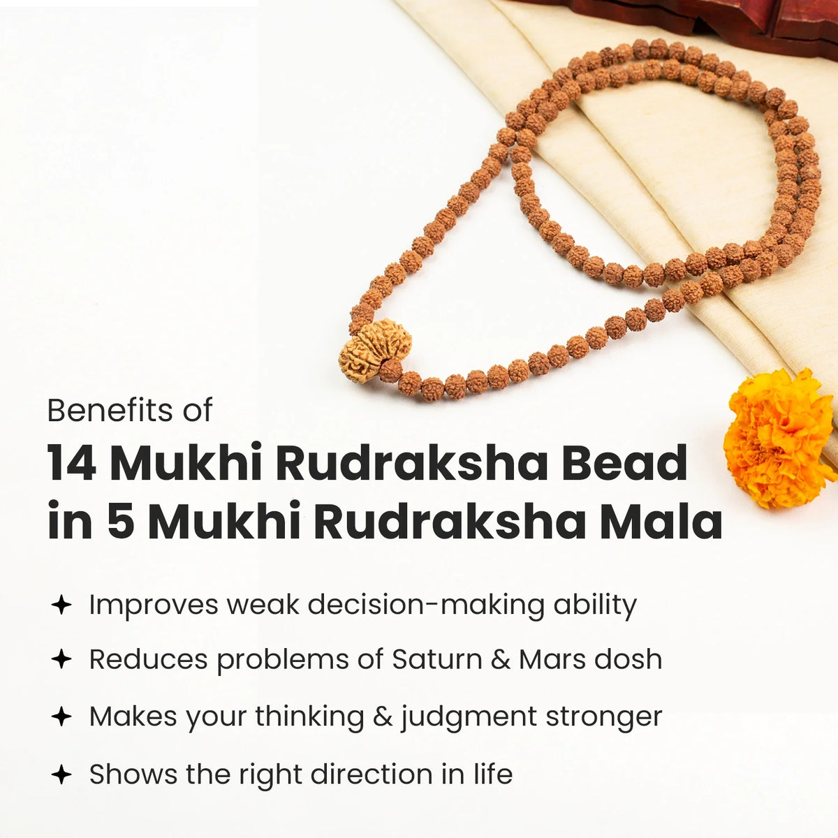 14 Mukhi Rudraksha Bead in 5 Mukhi Rudraksha Mala | VastuKosha by Acharya Anuj