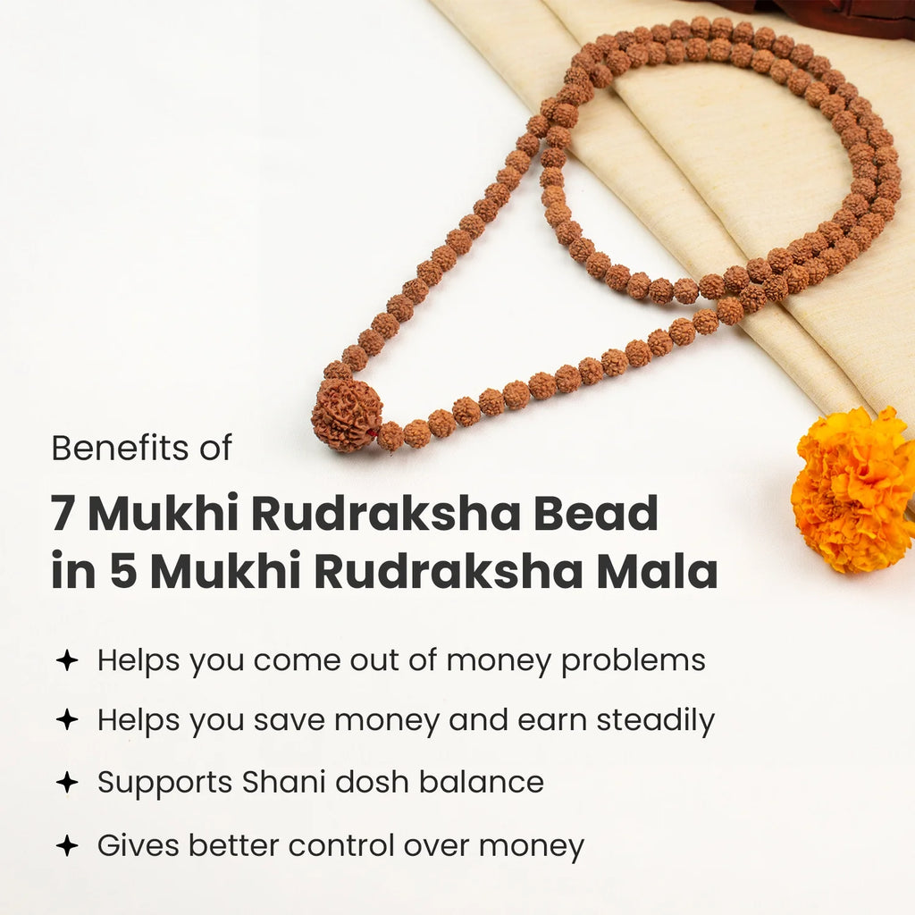 7 Mukhi Rudraksha Bead in 5 Mukhi Rudraksha Mala | VastuKosha by Acharya Anuj