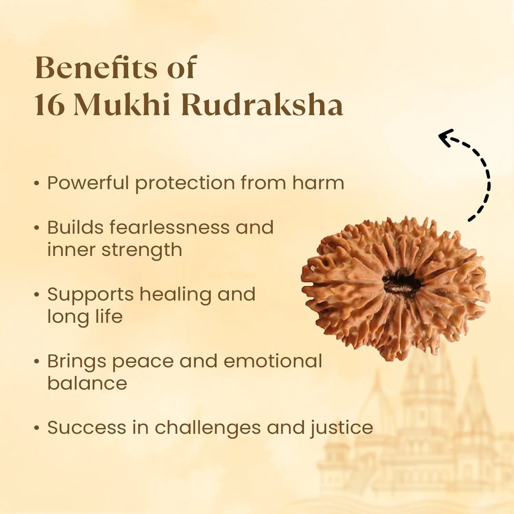 Rameshwaram Siddh Nepal Origin 16 Mukhi Rudraksha - 17mm¬†to¬†22mm | VastuKosha by Acharya Anuj