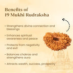 Rameshwaram Siddh Nepal Origin 19 Mukhi Rudraksha - 17mm¬†to¬†22mm | VastuKosha by Acharya Anuj