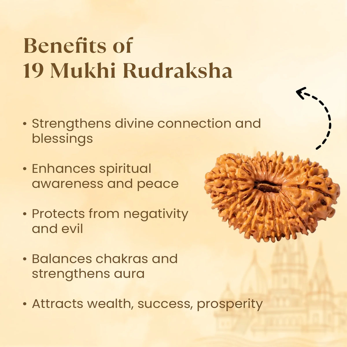Rameshwaram Siddh Nepal Origin 19 Mukhi Rudraksha - 17mm¬†to¬†22mm | VastuKosha by Acharya Anuj