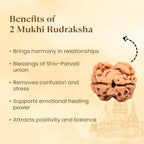 Rameshwaram Siddh Nepal Origin 2 Mukhi Rudraksha - 17mm¬†to¬†22mm | VastuKosha by Acharya Anuj