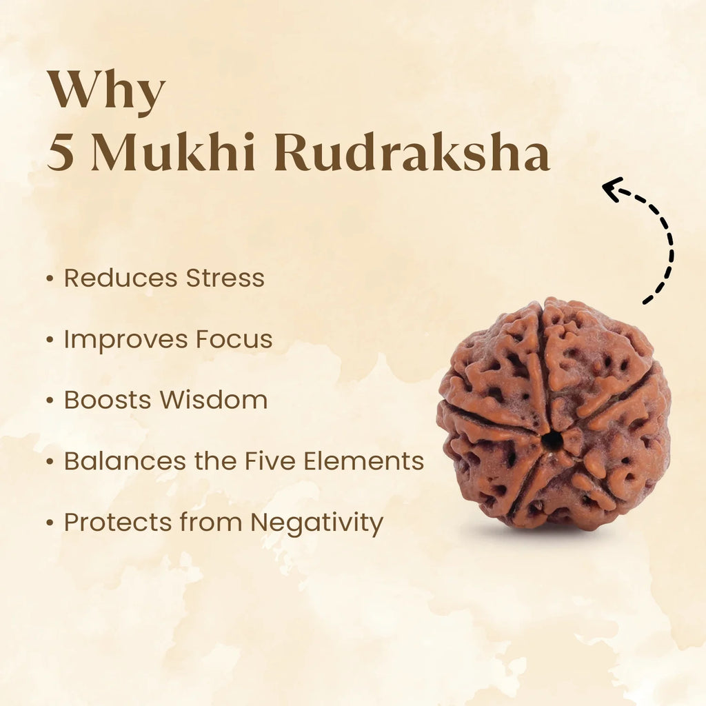 Nepal Origin 5 Mukhi Rudraksha - 17mm¬†to¬†22mm  | VastuKosha by Acharya Anuj