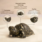 Vastu Pyrite Tortoise Combo ‚Äì Small Kachhua with Big Kachhua | VastuKosha by Acharya Anuj