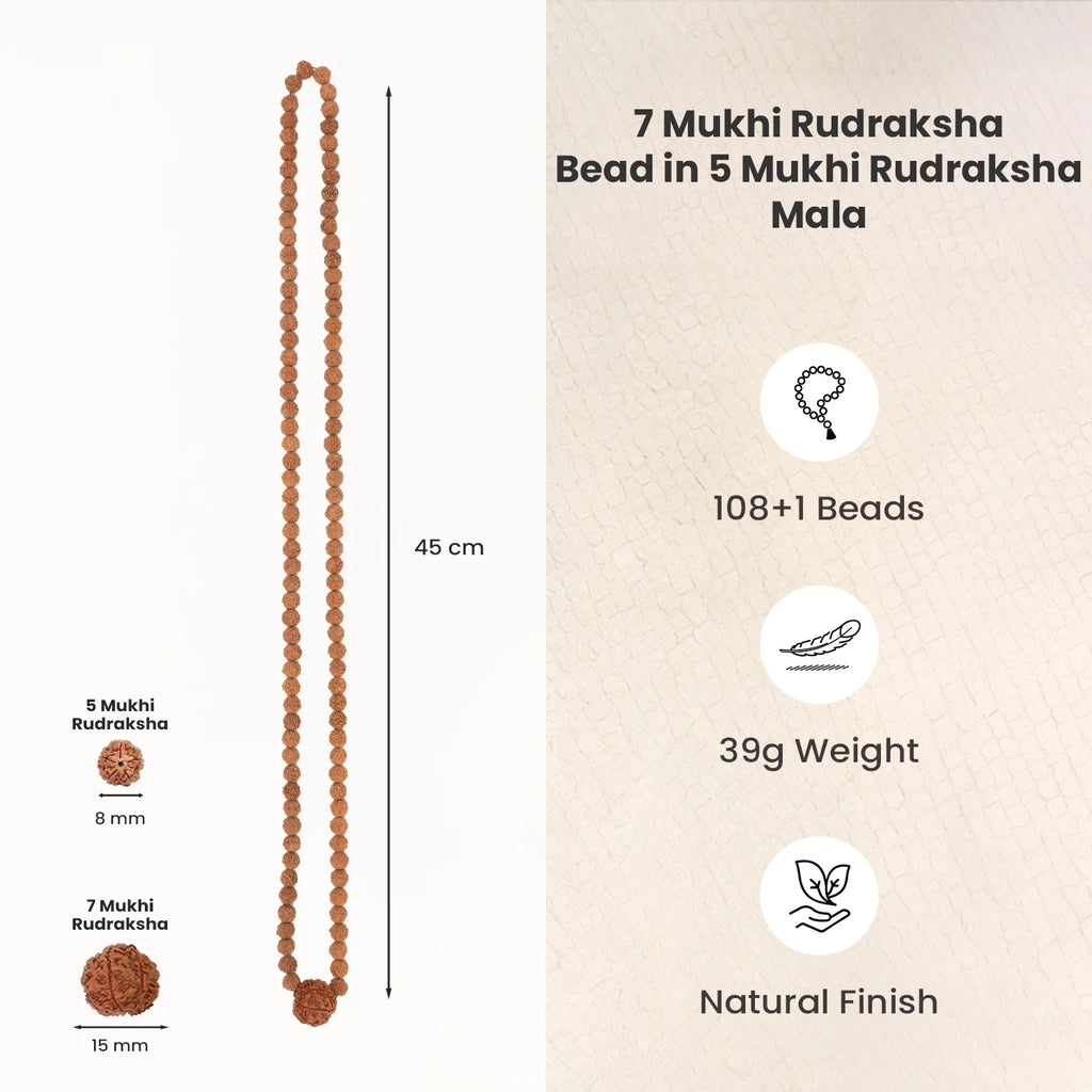 7 Mukhi Rudraksha Bead in 5 Mukhi Rudraksha Mala | VastuKosha by Acharya Anuj