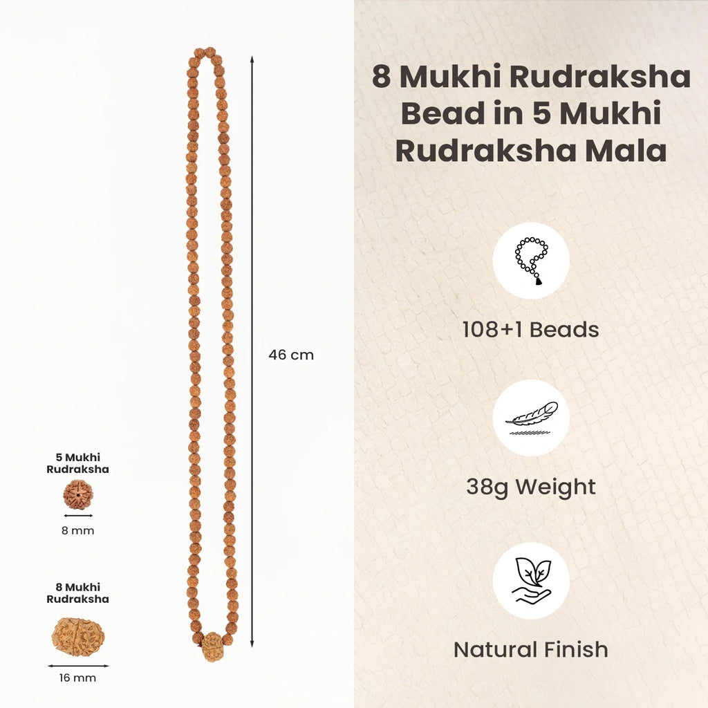 8 Mukhi Rudraksha Bead in 5 Mukhi Rudraksha Mala | VastuKosha by Acharya Anuj