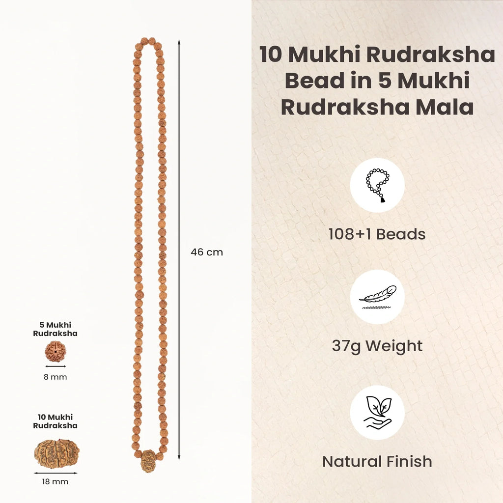 10 Mukhi Rudraksha Bead in 5 Mukhi Rudraksha Mala | VastuKosha by Acharya Anuj
