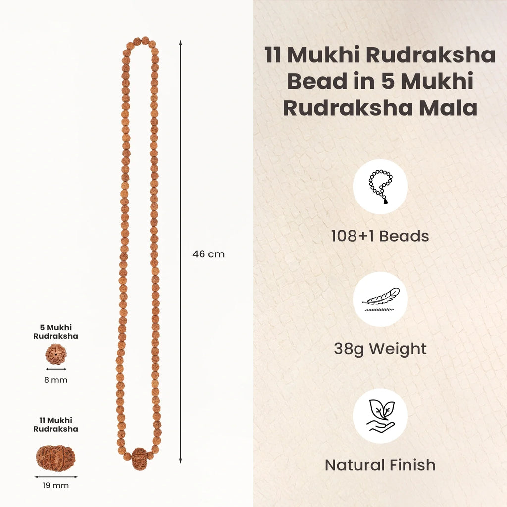11 Mukhi Rudraksha Bead in 5 Mukhi Rudraksha Mala | VastuKosha by Acharya Anuj