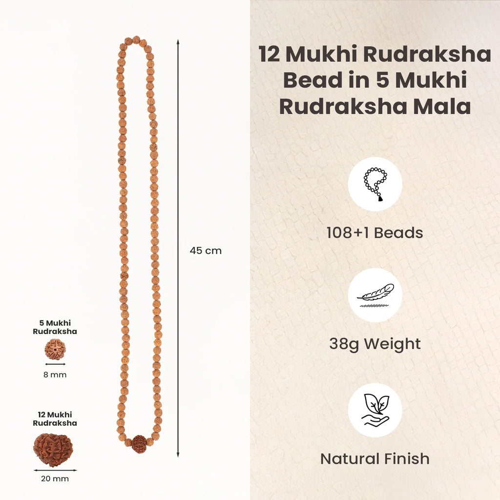 12 Mukhi Rudraksha Bead in 5 Mukhi Rudraksha Mala  | VastuKosha by Acharya Anuj