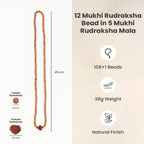 12 Mukhi Rudraksha Bead in 5 Mukhi Rudraksha Mala  | VastuKosha by Acharya Anuj