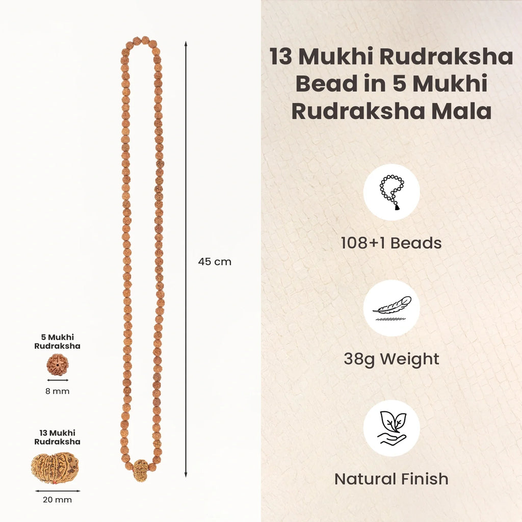 13 Mukhi Rudraksha Bead in 5 Mukhi Rudraksha Mala  | VastuKosha by Acharya Anuj