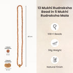 13 Mukhi Rudraksha Bead in 5 Mukhi Rudraksha Mala  | VastuKosha by Acharya Anuj