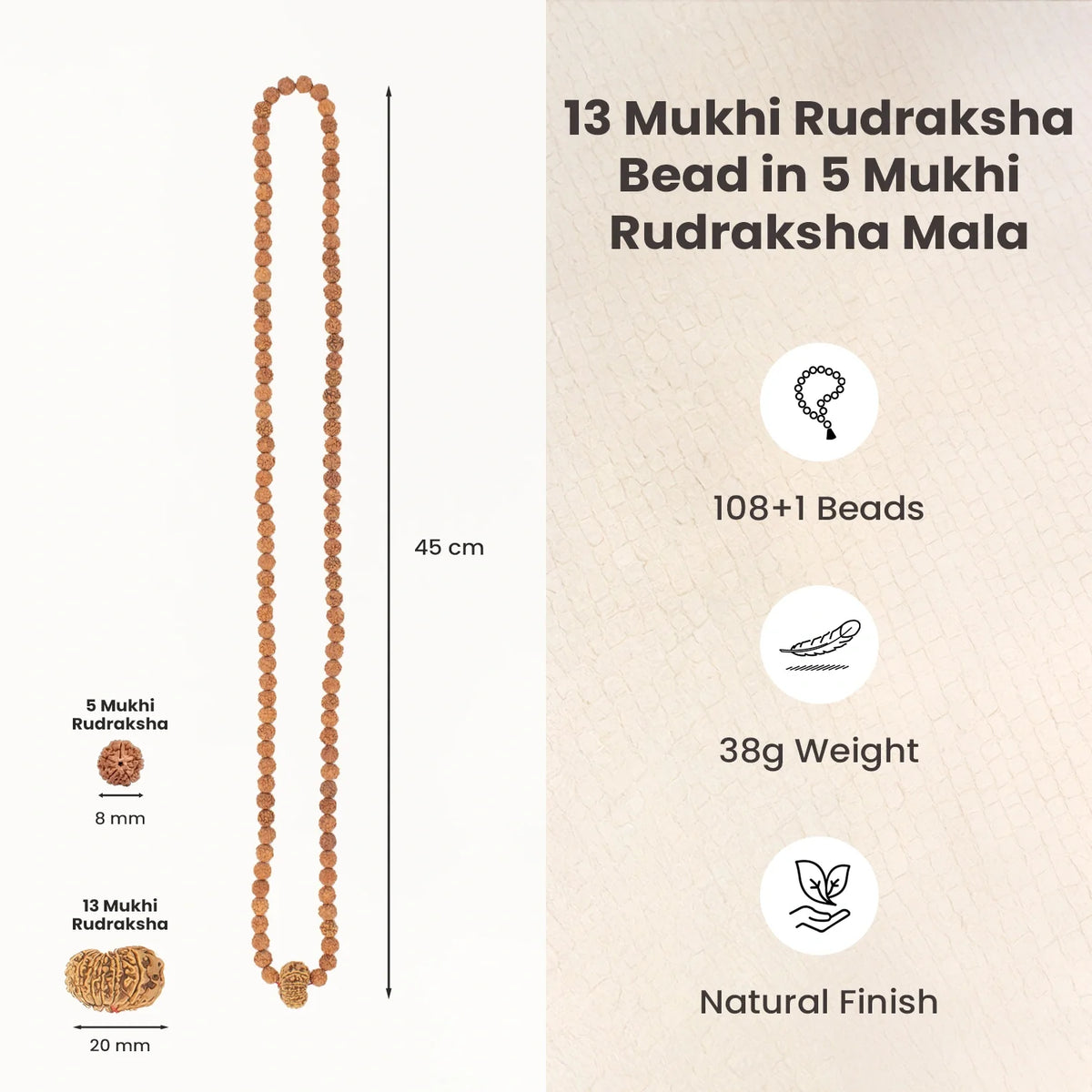 13 Mukhi Rudraksha Bead in 5 Mukhi Rudraksha Mala  | VastuKosha by Acharya Anuj