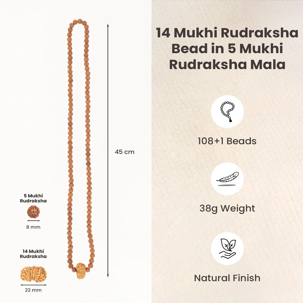 14 Mukhi Rudraksha Bead in 5 Mukhi Rudraksha Mala | VastuKosha by Acharya Anuj