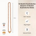 14 Mukhi Rudraksha Bead in 5 Mukhi Rudraksha Mala | VastuKosha by Acharya Anuj