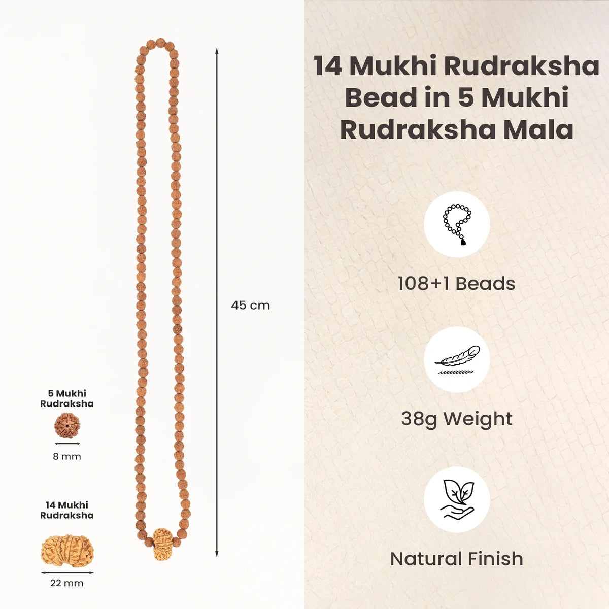 14 Mukhi Rudraksha Bead in 5 Mukhi Rudraksha Mala | VastuKosha by Acharya Anuj