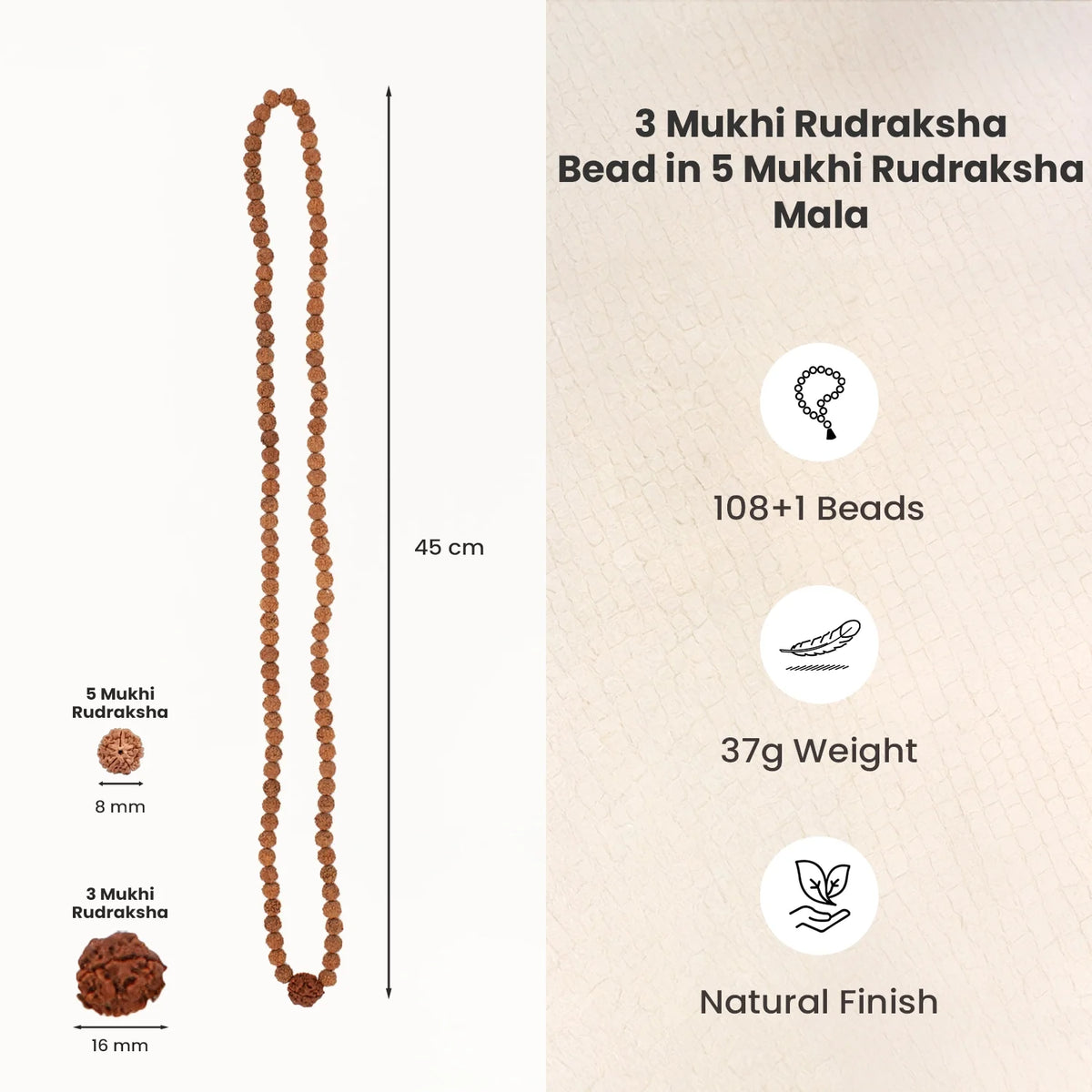 3 Mukhi Rudraksha Bead in 5 Mukhi Rudraksha Mala | VastuKosha by Acharya Anuj