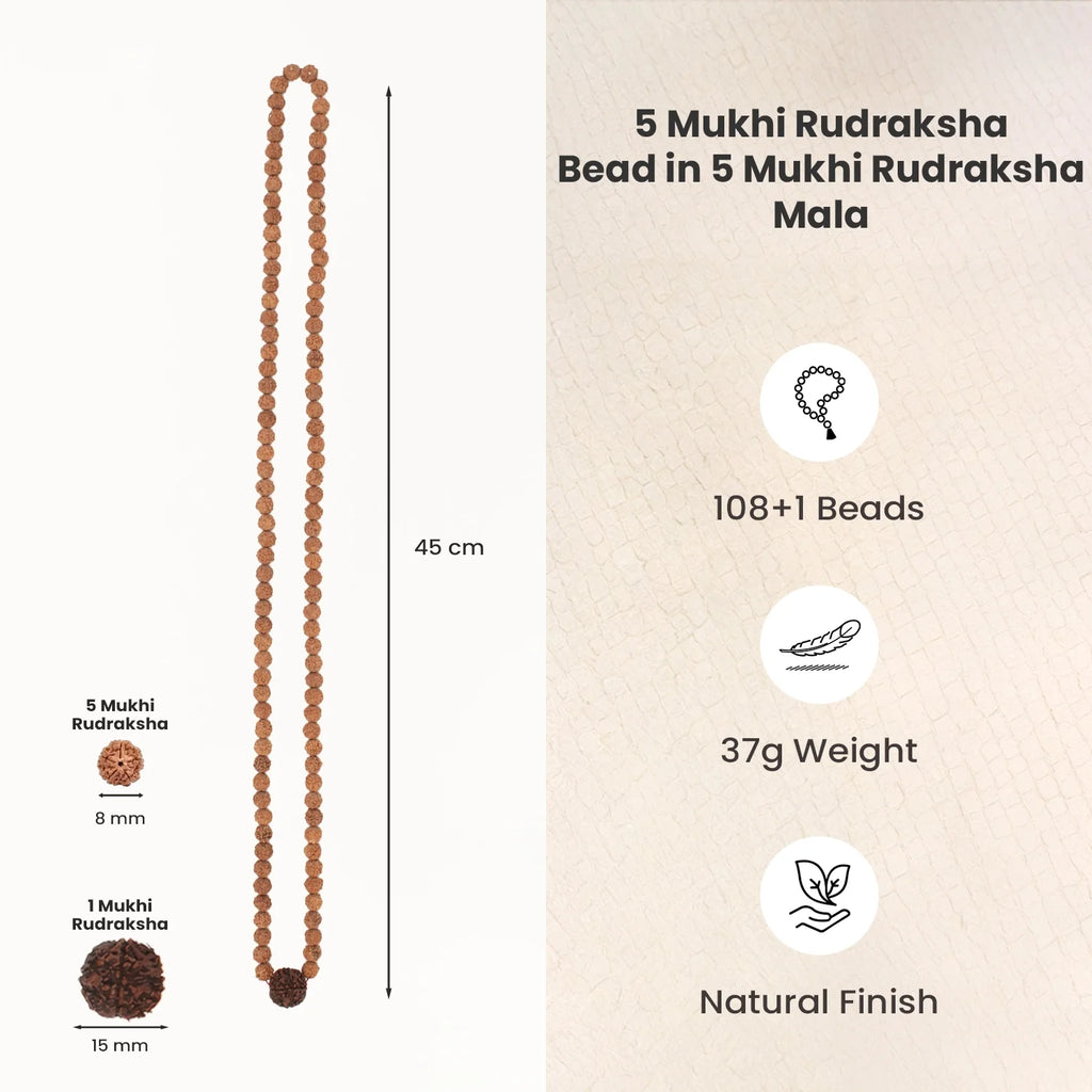 5 Mukhi Rudraksha Bead in 5 Mukhi Rudraksha Mala | VastuKosha by Acharya Anuj