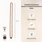 5 Mukhi Rudraksha Bead in 5 Mukhi Rudraksha Mala | VastuKosha by Acharya Anuj