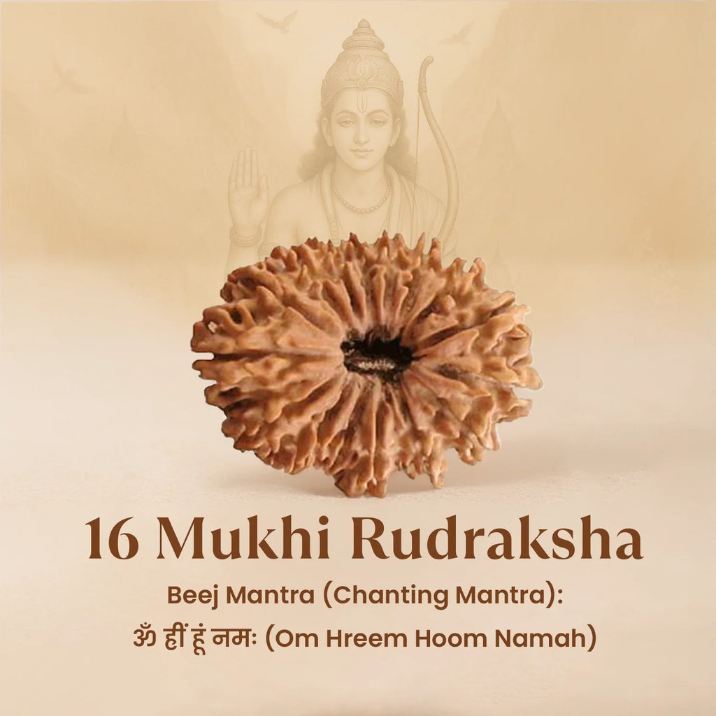 Rameshwaram Siddh Nepal Origin 16 Mukhi Rudraksha - 17mm¬†to¬†22mm | VastuKosha by Acharya Anuj