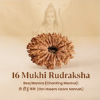 Rameshwaram Siddh Nepal Origin 16 Mukhi Rudraksha - 17mm¬†to¬†22mm | VastuKosha by Acharya Anuj