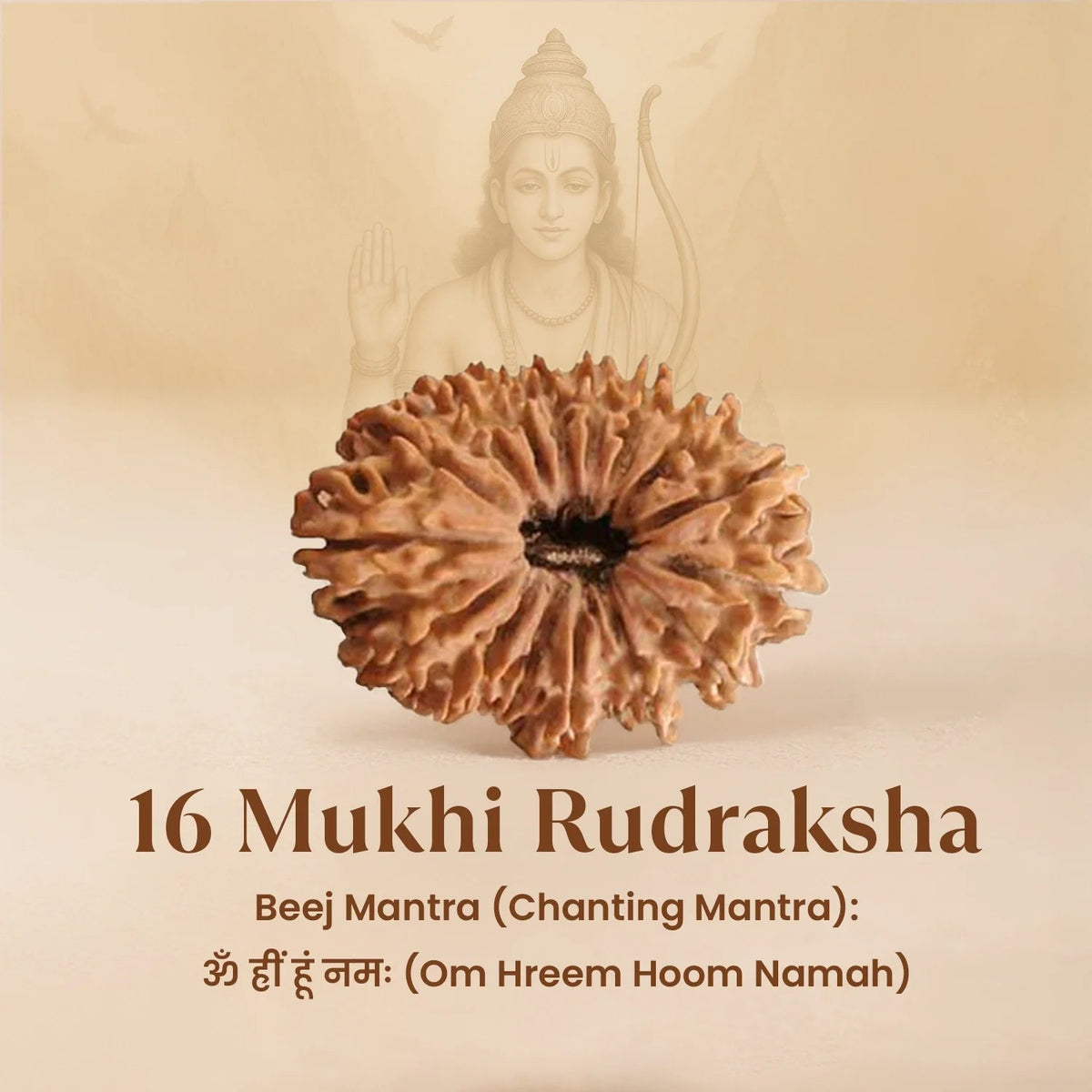 Rameshwaram Siddh Nepal Origin 16 Mukhi Rudraksha - 17mm¬†to¬†22mm | VastuKosha by Acharya Anuj