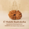 Rameshwaram Siddh Nepal Origin 17 Mukhi Rudraksha - 17mm¬†to¬†22mm | VastuKosha by Acharya Anuj