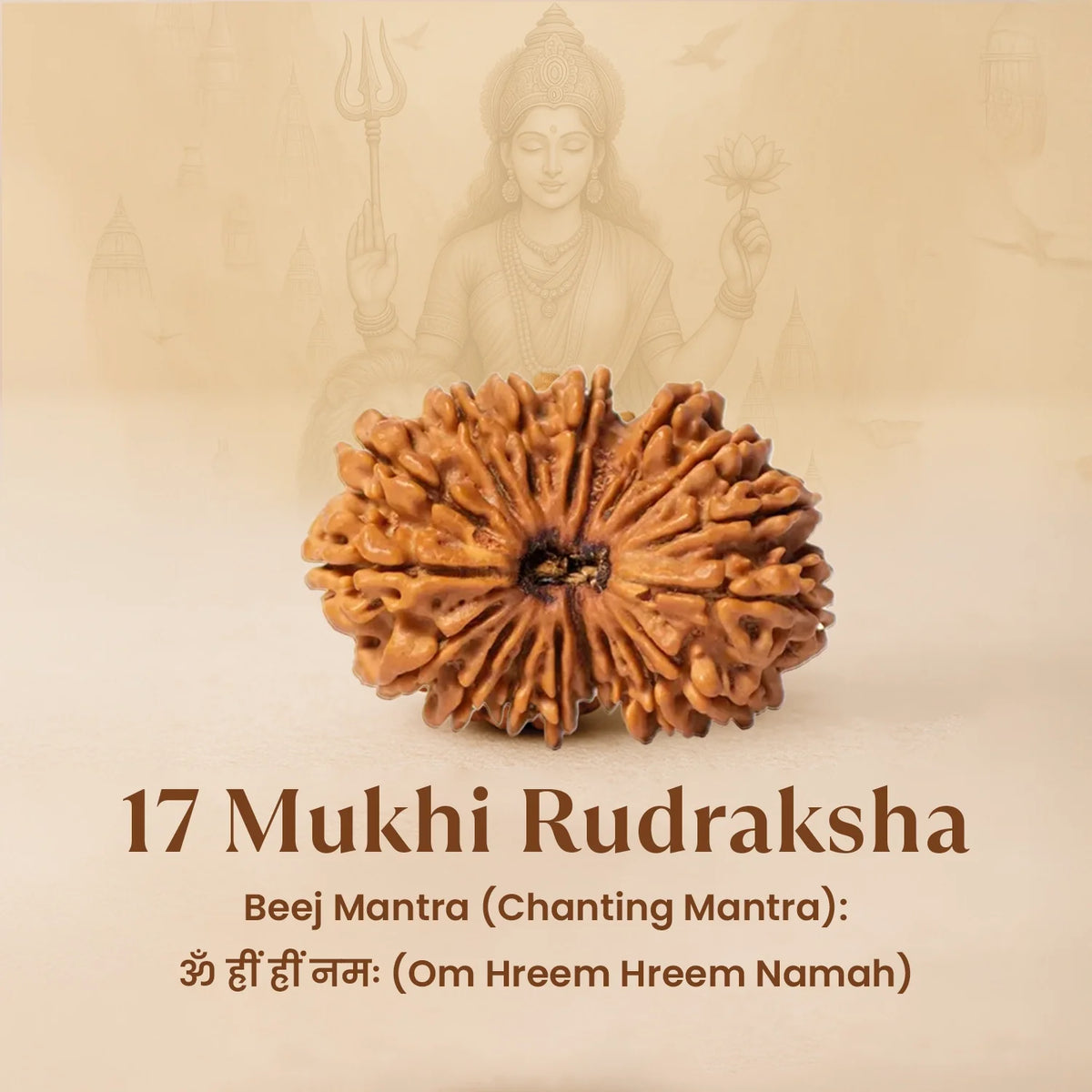 Rameshwaram Siddh Nepal Origin 17 Mukhi Rudraksha - 17mm¬†to¬†22mm | VastuKosha by Acharya Anuj