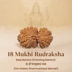 Rameshwaram Siddh Nepal Origin 18 Mukhi Rudraksha - 17mm¬†to¬†22mm | VastuKosha by Acharya Anuj