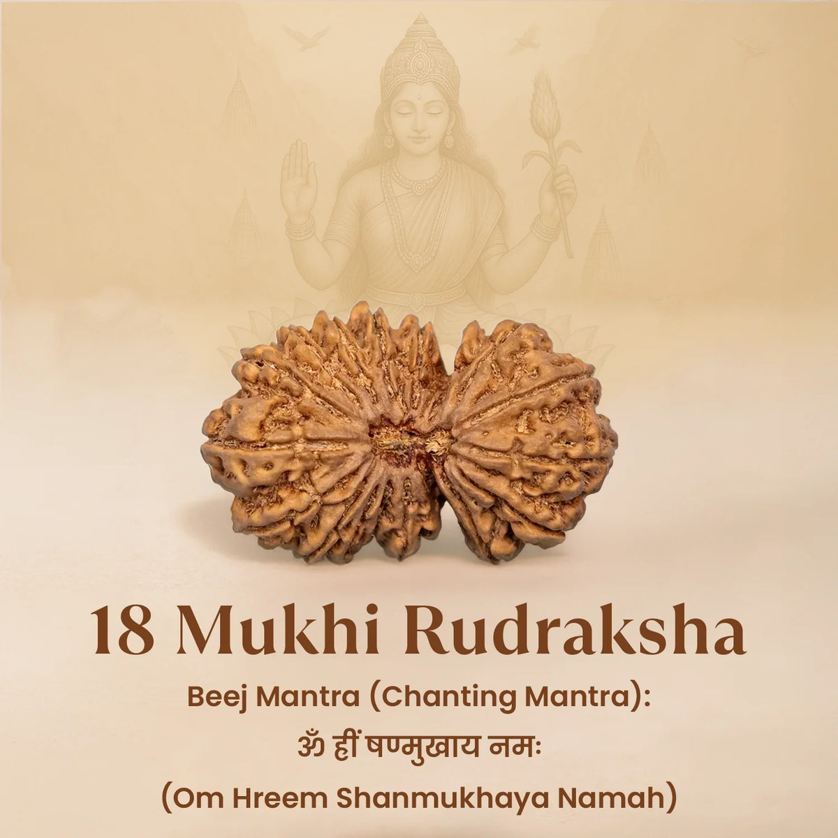 Rameshwaram Siddh Nepal Origin 18 Mukhi Rudraksha - 17mm¬†to¬†22mm | VastuKosha by Acharya Anuj