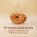 Rameshwaram Siddh Nepal Origin 19 Mukhi Rudraksha - 17mm¬†to¬†22mm | VastuKosha by Acharya Anuj