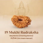 Rameshwaram Siddh Nepal Origin 19 Mukhi Rudraksha - 17mm¬†to¬†22mm | VastuKosha by Acharya Anuj