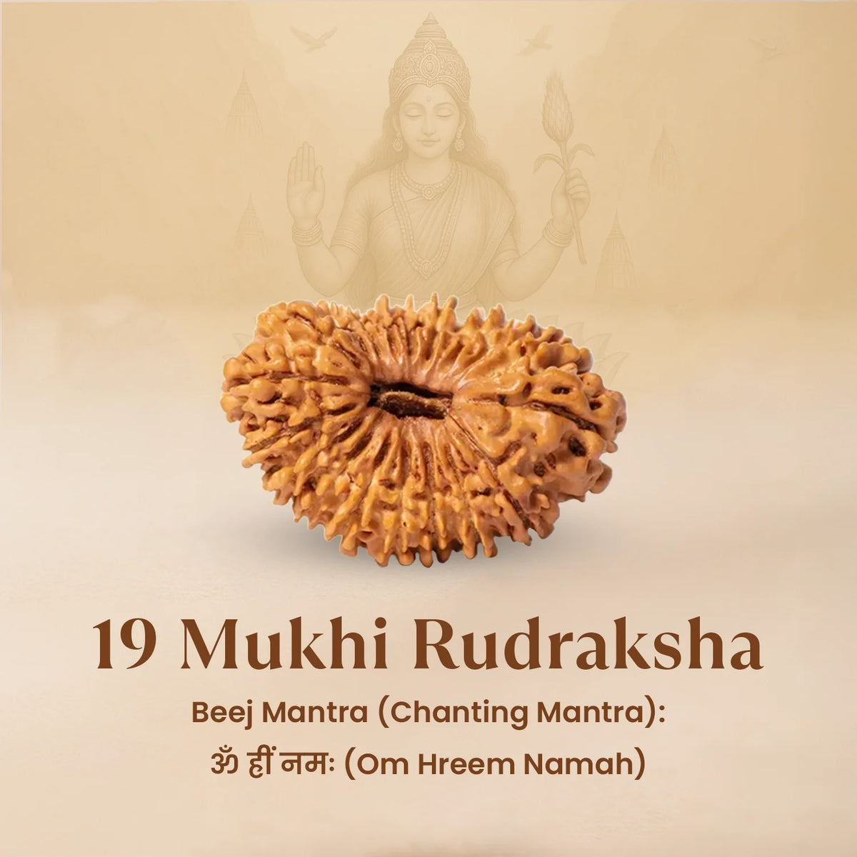 Rameshwaram Siddh Nepal Origin 19 Mukhi Rudraksha - 17mm¬†to¬†22mm | VastuKosha by Acharya Anuj